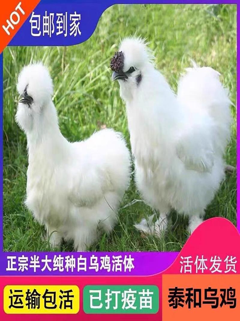 白乌鸡苗包防疫包运输包成活率货到满意付款
