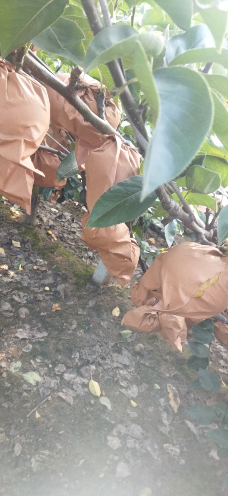 秋月梨已经上市，要的老板联系，冷库秋月梨90以上大量有货