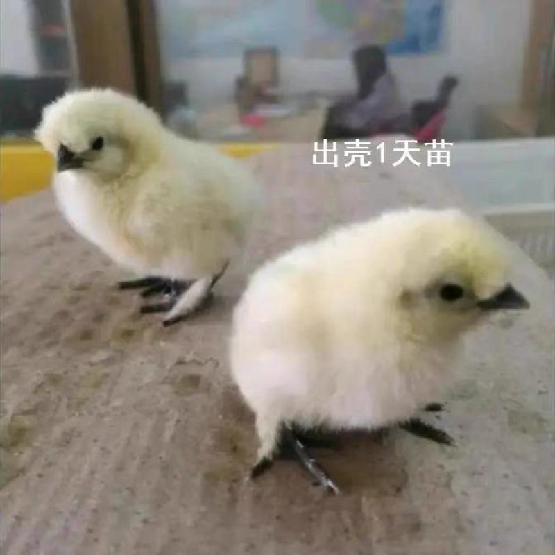 白乌鸡苗包防疫包运输包成活率货到满意付款