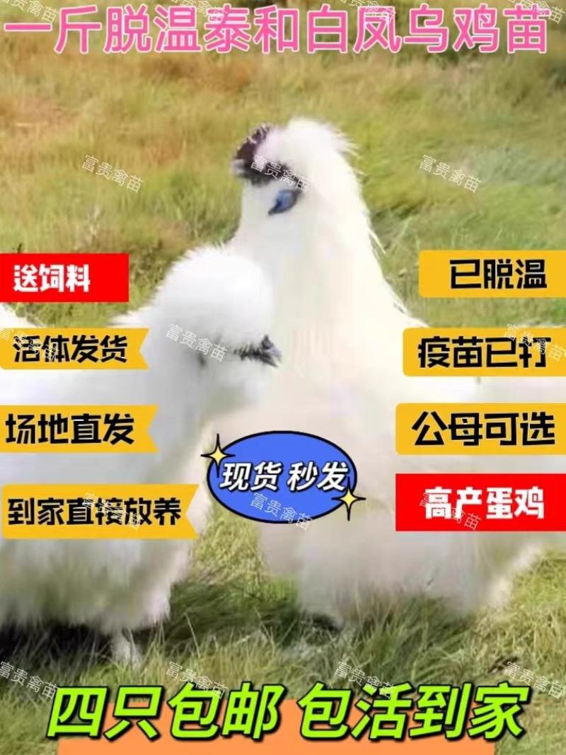 白乌鸡苗包防疫包运输包成活率货到满意付款