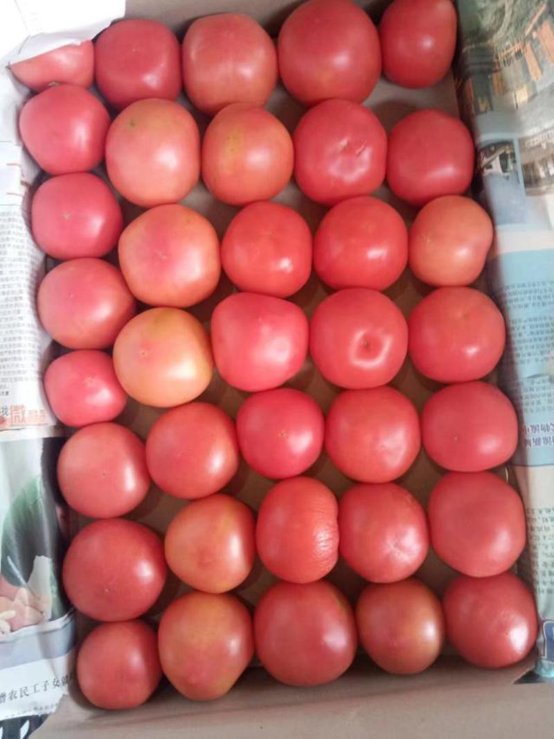 粉红西红柿，产地一手货源，支持视频看货，24小时在线。