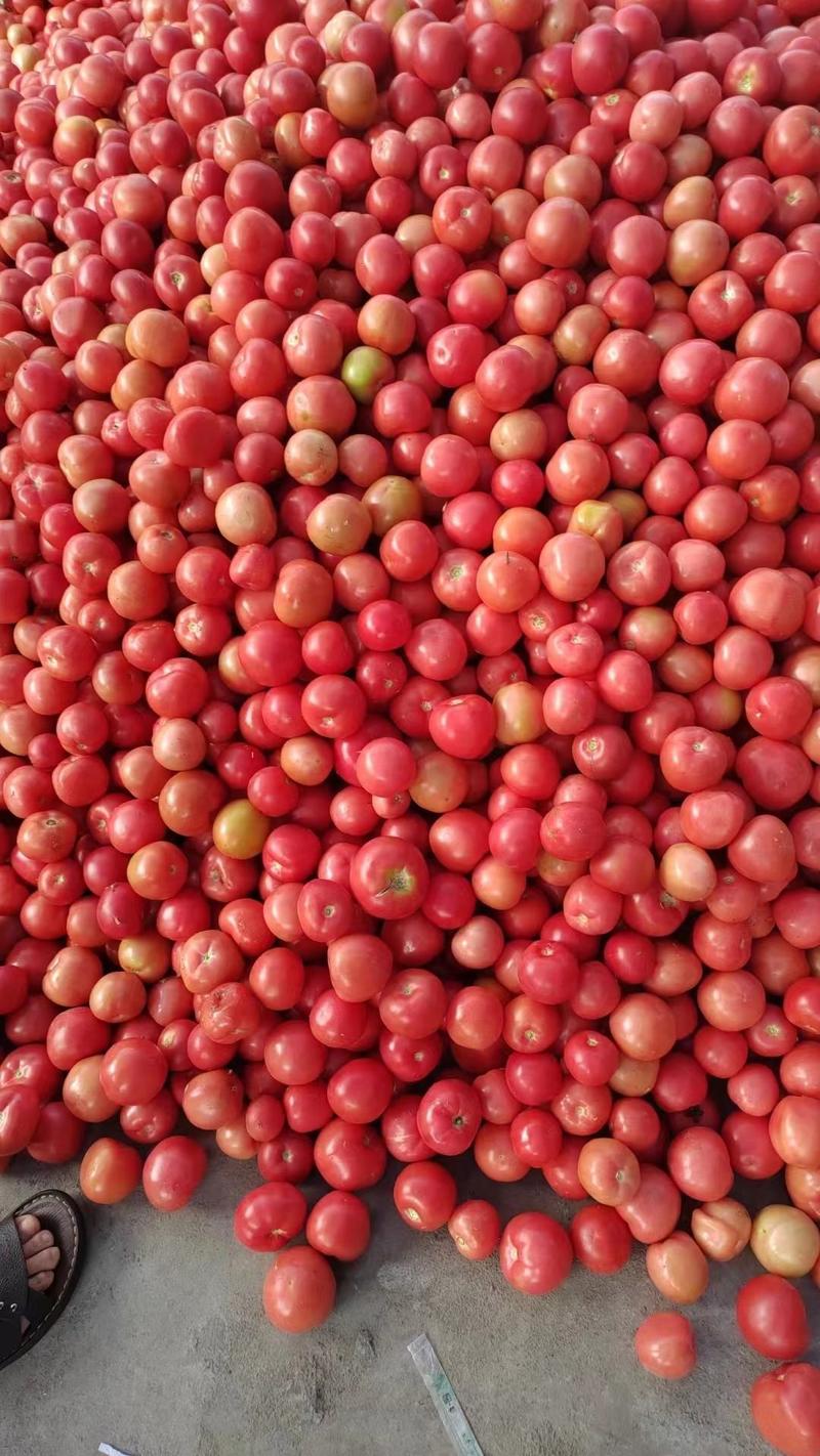 粉红西红柿，产地一手货源，支持视频看货，24小时在线。