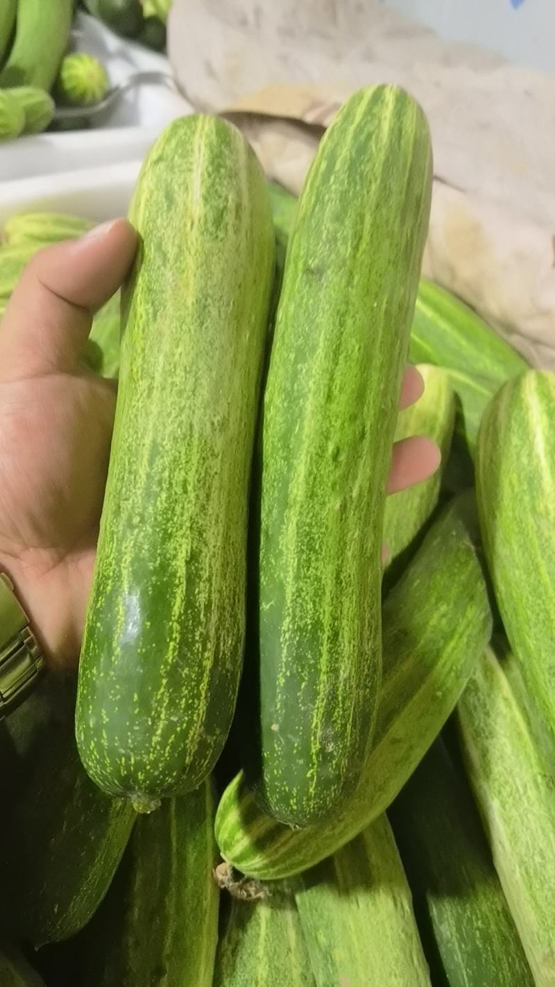 燕白黄瓜，旱黄瓜，，产地一手，量大从优，一条龙服务，