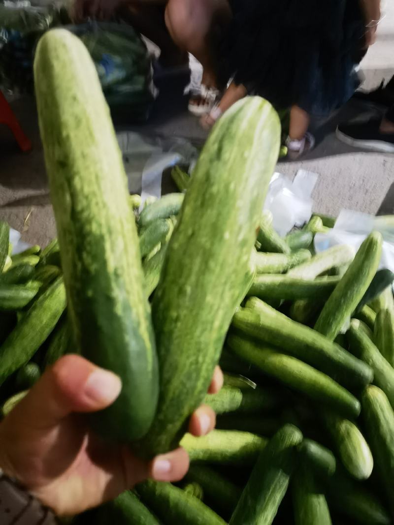 燕白黄瓜，旱黄瓜，，产地一手，量大从优，一条龙服务，