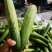 燕白黄瓜，旱黄瓜，产地一手，一条龙服务，