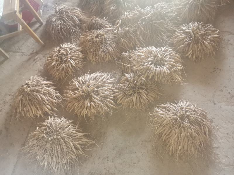 天冬，地道药材，产地直销，价格美丽，质优价廉