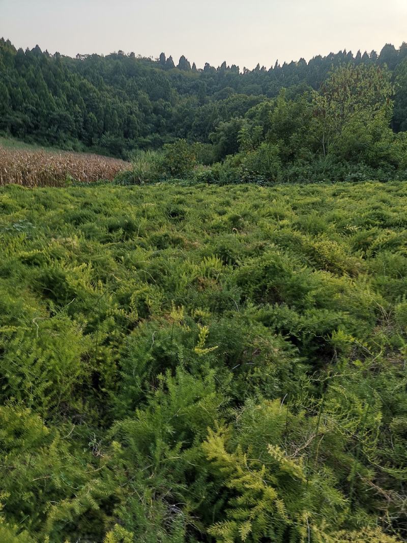 天冬，地道药材，产地直销，价格美丽，质优价廉