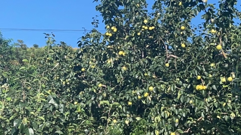 河北迁安本地皇冠梨酸梨（安梨）大量供应可视频看货欢迎来电