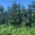 河北迁安本地皇冠梨酸梨（安梨）大量供应可视频看货欢迎来电