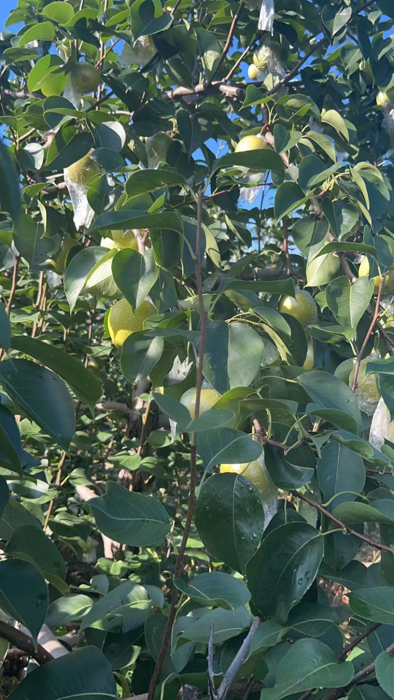 河北迁安本地皇冠梨酸梨（安梨）大量供应可视频看货欢迎来电