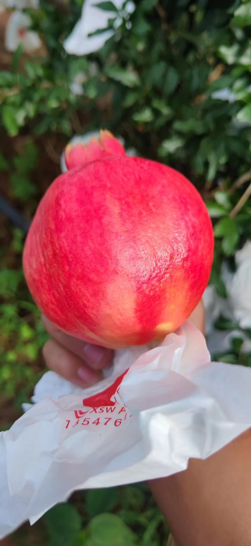云南高原软籽石榴，来自大山的美味挑战你的味蕾
