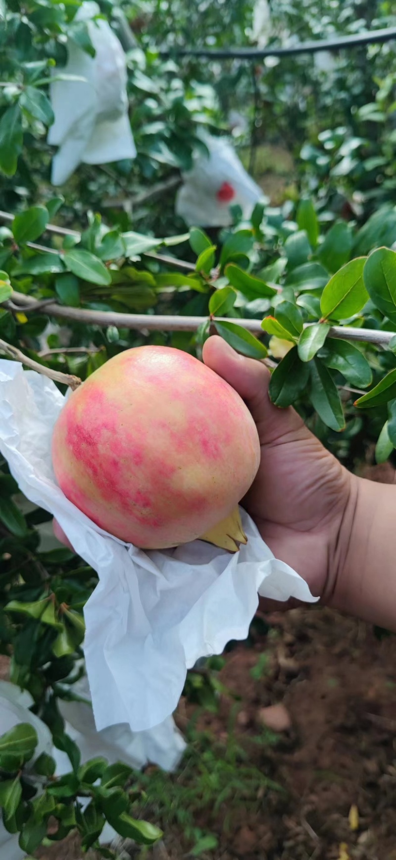 云南高原软籽石榴，来自大山的美味挑战你的味蕾