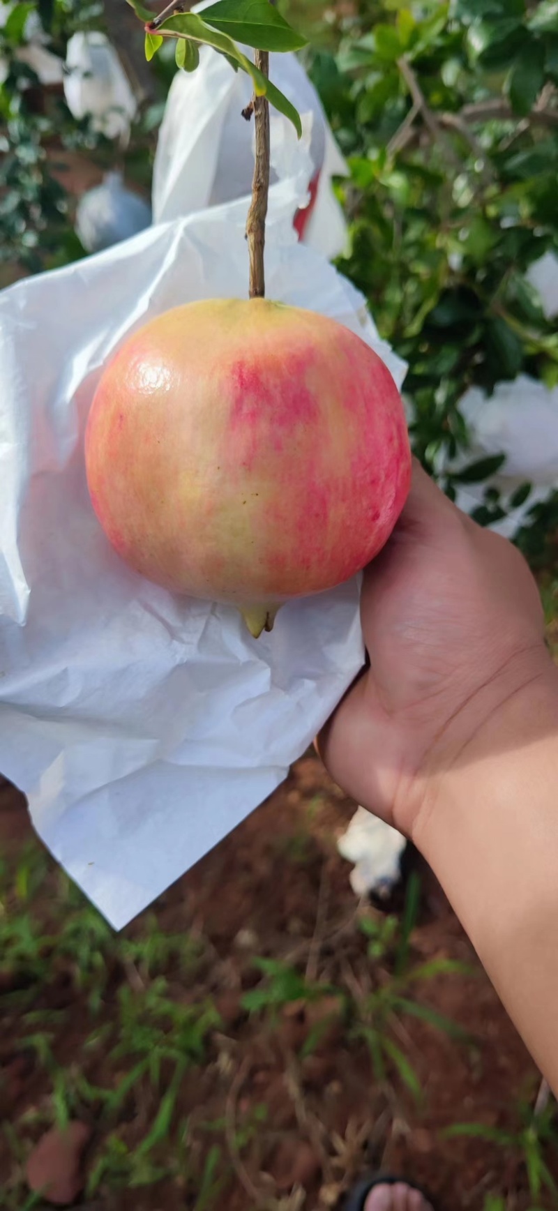 云南高原软籽石榴，来自大山的美味挑战你的味蕾