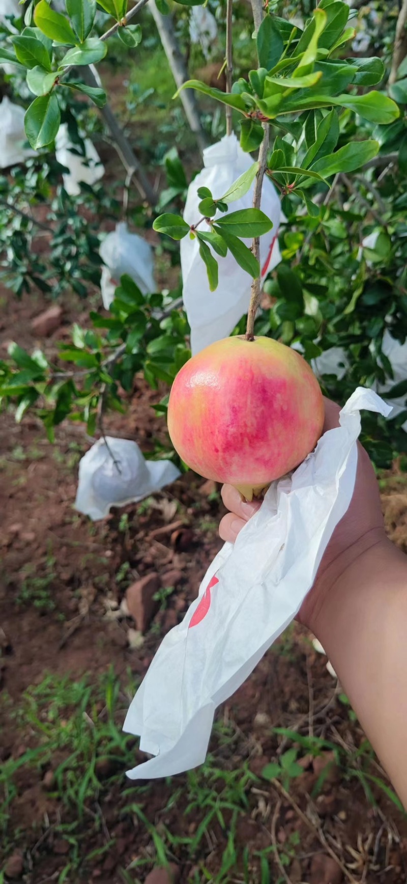 云南高原软籽石榴，来自大山的美味挑战你的味蕾