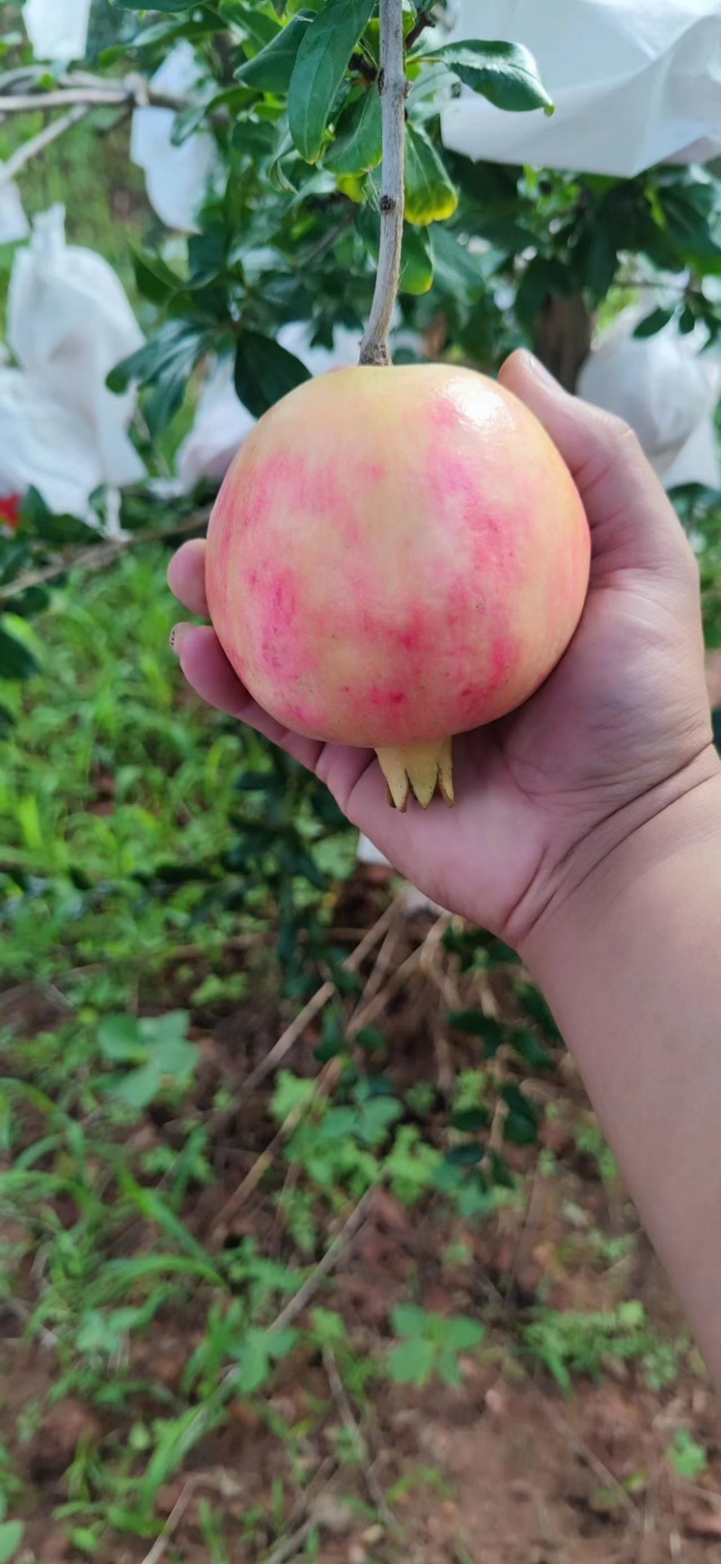 云南高原软籽石榴，来自大山的美味挑战你的味蕾