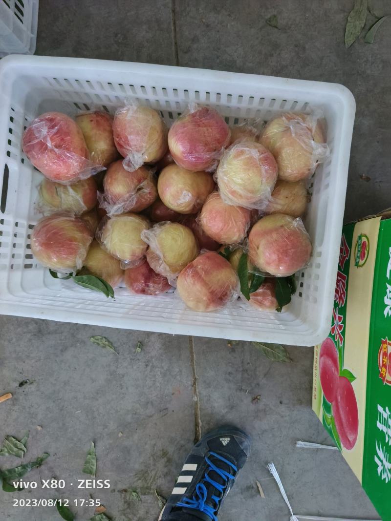 山西临猗秦王，超越，越红，大量上市，货源充足