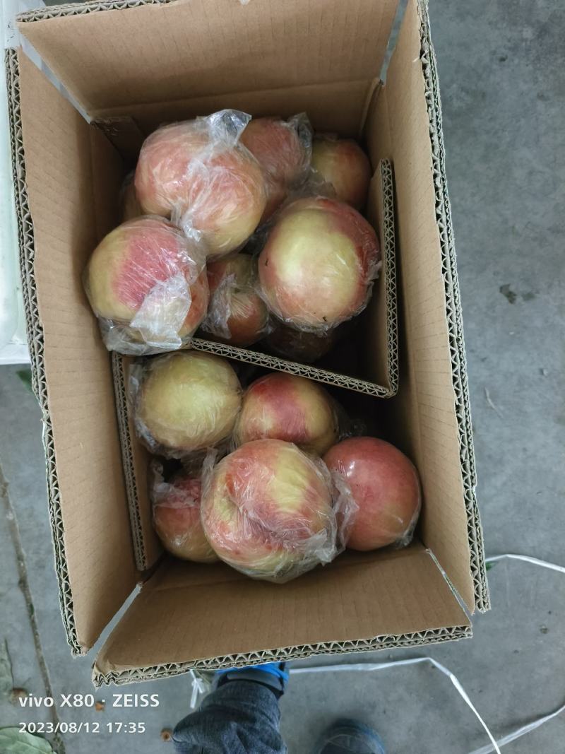 山西临猗秦王，超越，越红，大量上市，货源充足