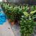 绿萝柱室内室外中大型绿植盆栽净化新鲜空气居家室内室外常备
