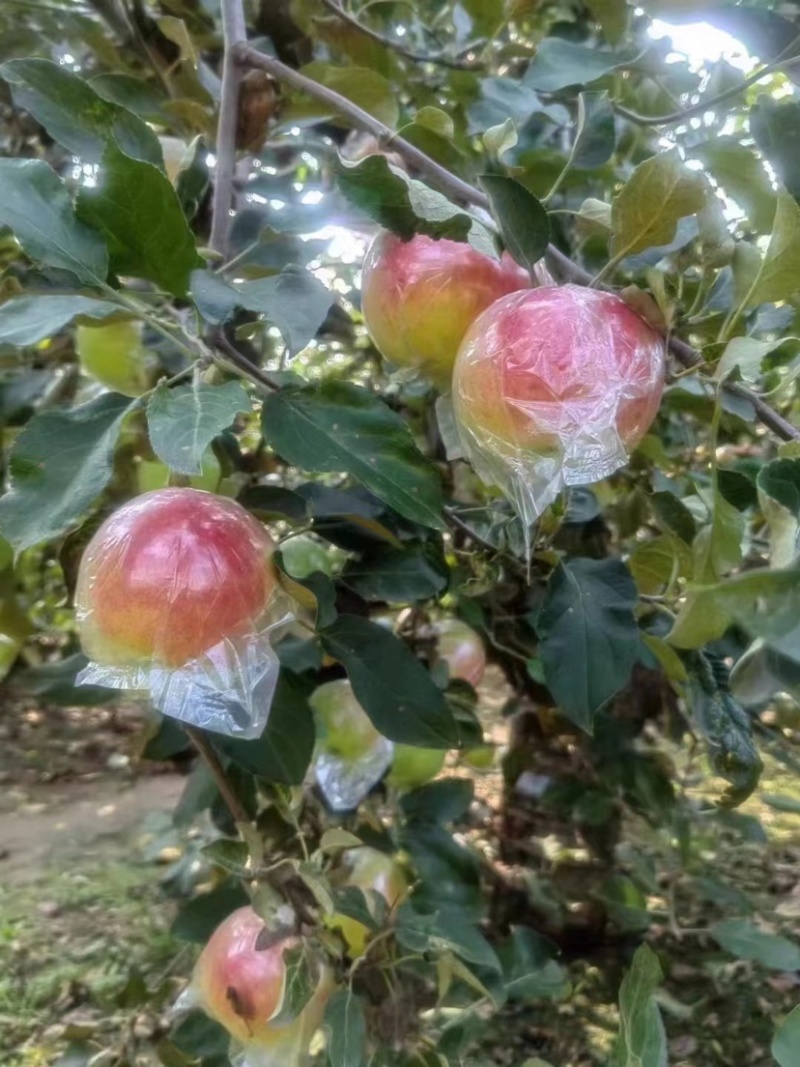 山东优质美八苹果早熟苹果大量上市甜脆多汁一手货源