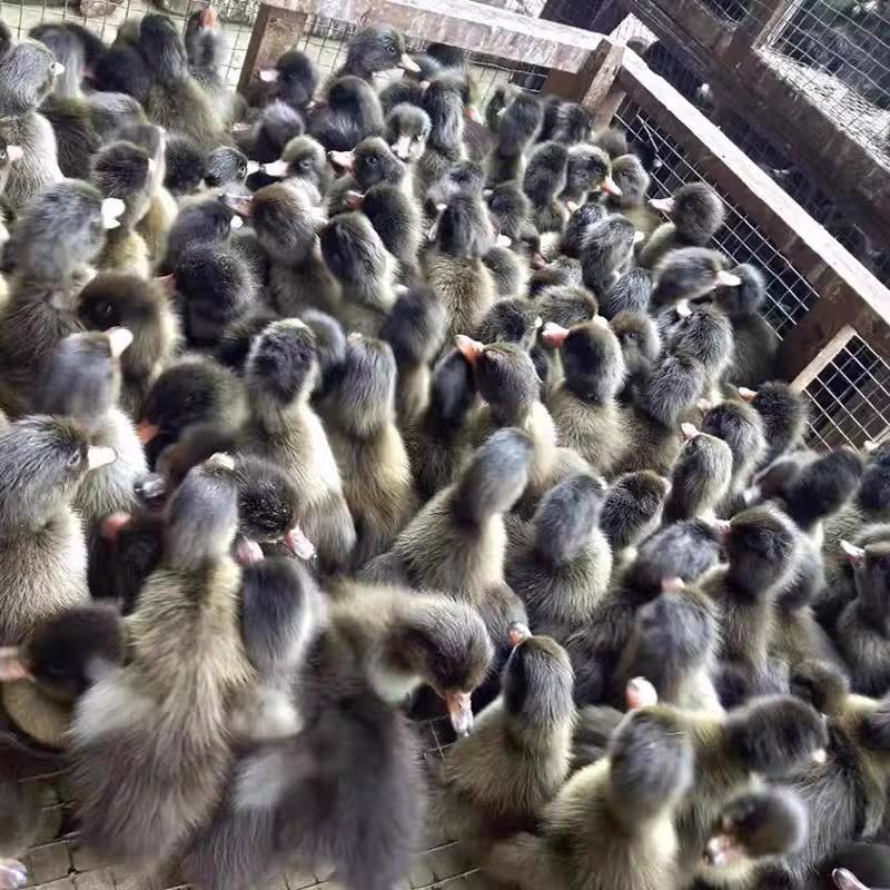 金锭蛋鸭苗包防疫包运输包成活率货到满意付款诚信经营