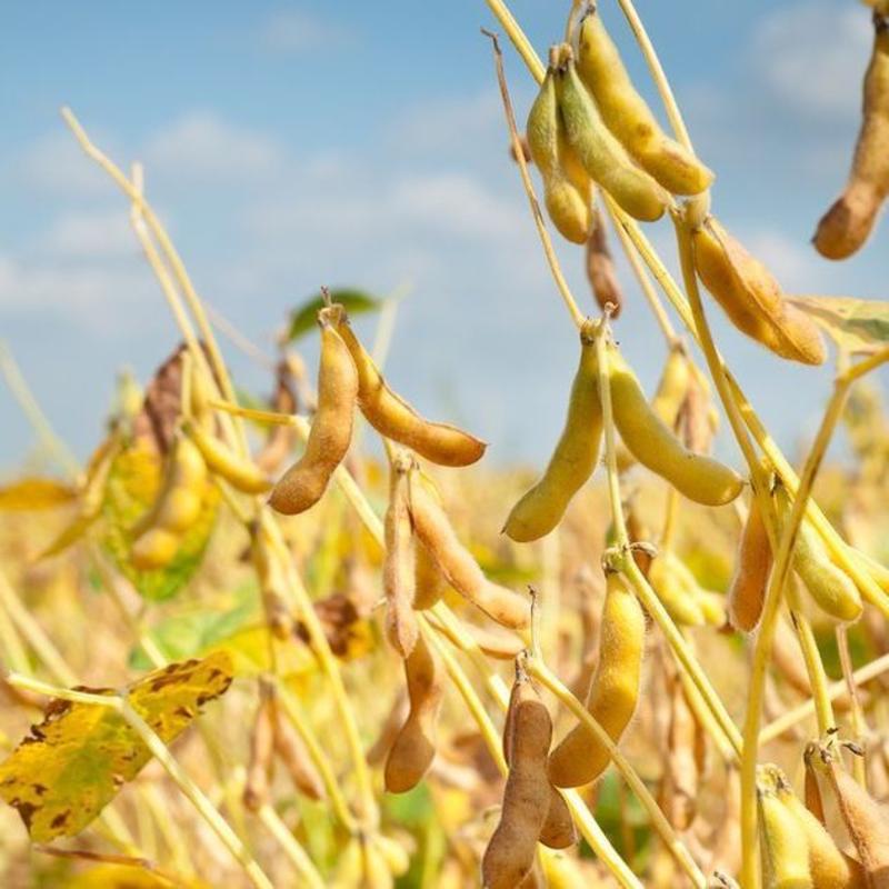 河南漯河自家种植大豆，诚信为本顾客至上，质量有保证大豆