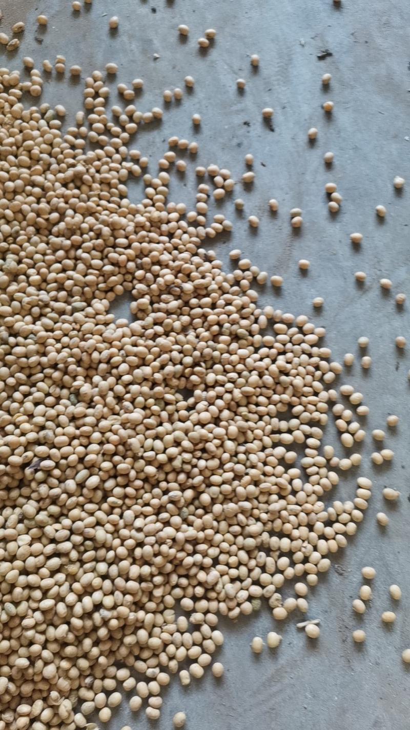 河南漯河自家种植大豆，诚信为本顾客至上，质量有保证大豆