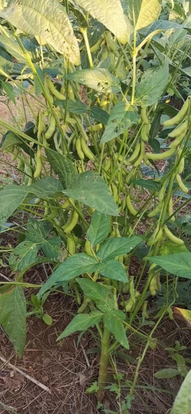 黄豆，大豆河南漯河自家种植质量保证欢迎采购诚信为本！