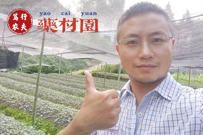 高杆多花不倒苗黄精种苗大鸡头黄精优质种苗露天育苗不倒苗