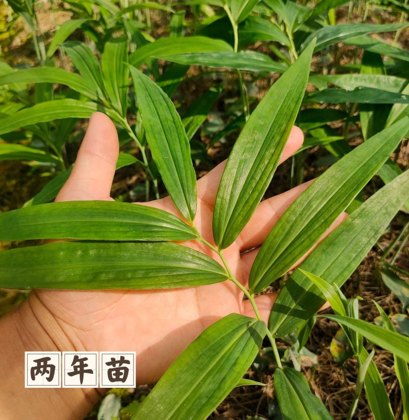 高杆多花不倒苗黄精种苗大鸡头黄精优质种苗露天育苗不倒苗