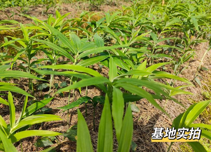 高杆多花不倒苗黄精种苗大鸡头黄精优质种苗露天育苗不倒苗