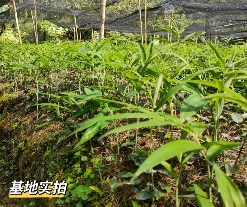 高杆多花不倒苗黄精种苗大鸡头黄精优质种苗露天育苗不倒苗