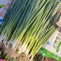 【推荐】本地香葱大量上市,品种齐全,质量保证，实地，视频