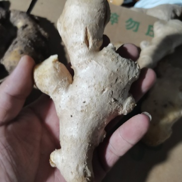 水洗老姜姜母姜巴一件代发