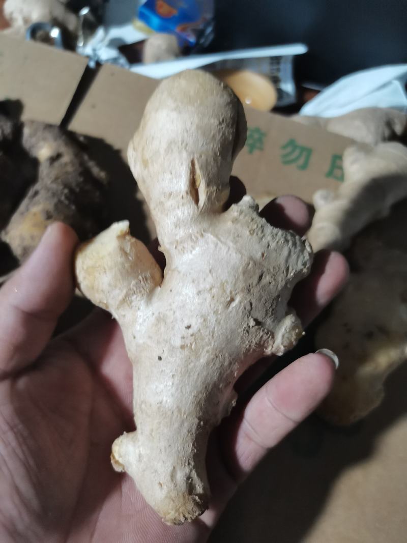 水洗老姜姜母姜巴一件代发