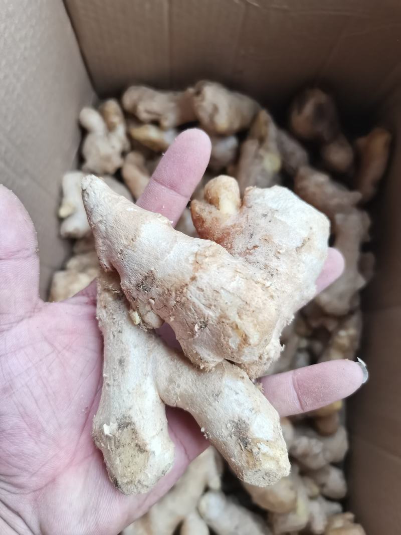 水洗老姜姜母姜巴一件代发