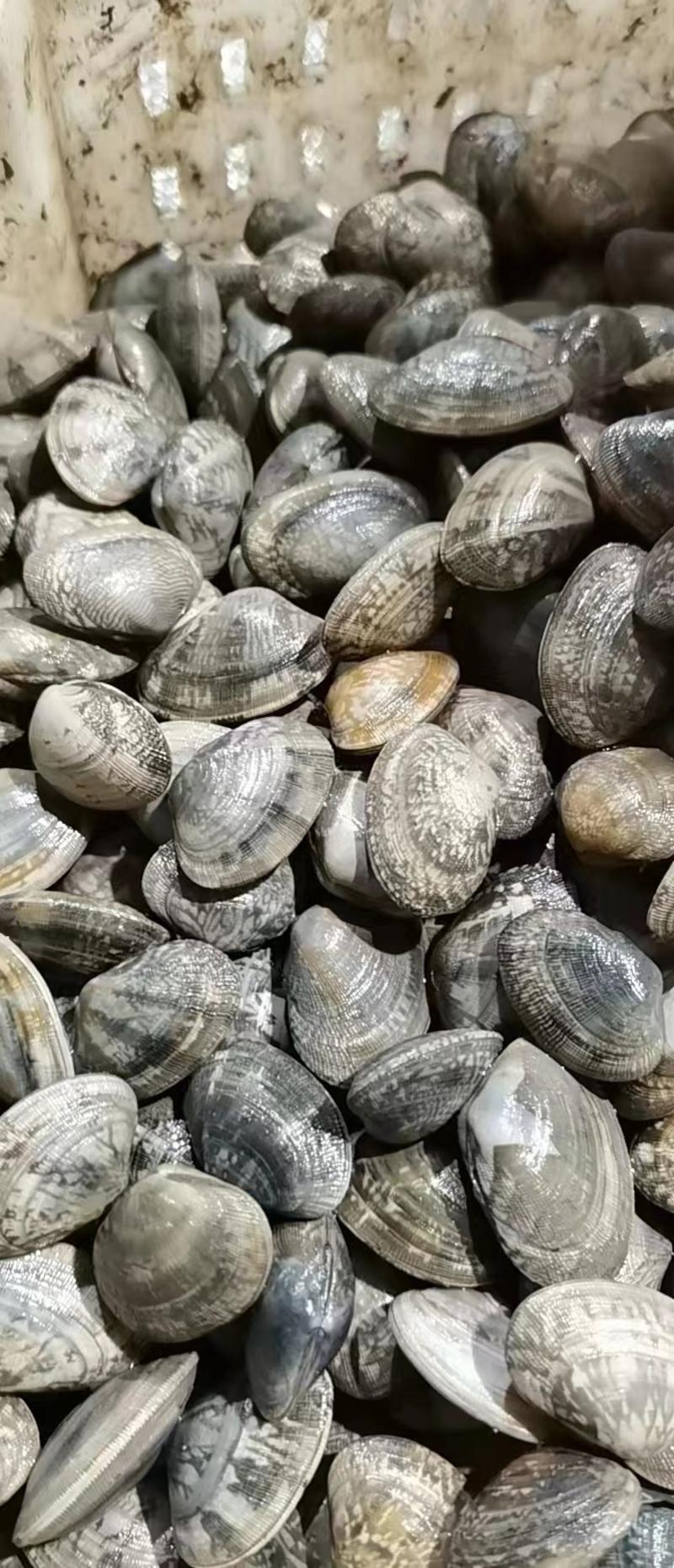 花蛤花蛤肉蛤蜊肉海鲜水产鲜活花蛤花甲无沙大量供应