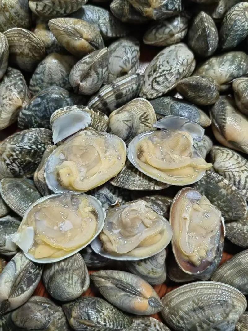 花蛤花蛤肉蛤蜊肉海鲜水产鲜活花蛤花甲无沙大量供应