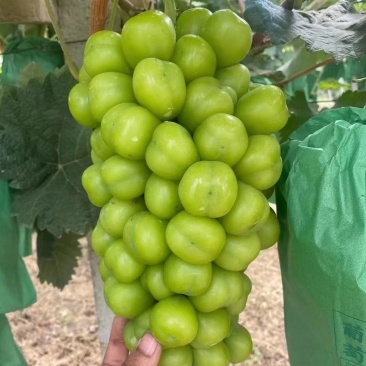 [精品]阳光玫瑰葡萄货源充足，量大从优，欢迎咨询