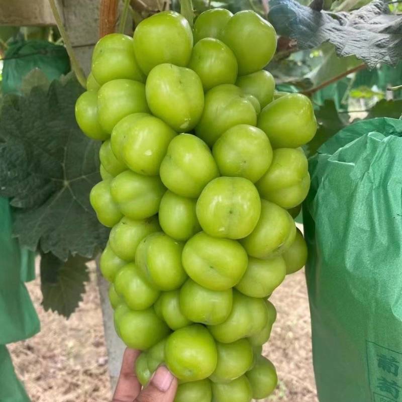 [精品]阳光玫瑰葡萄货源充足，量大从优，欢迎咨询