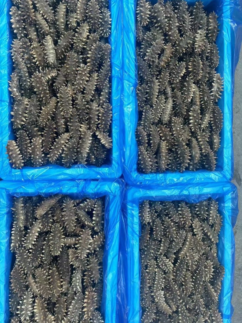 海参