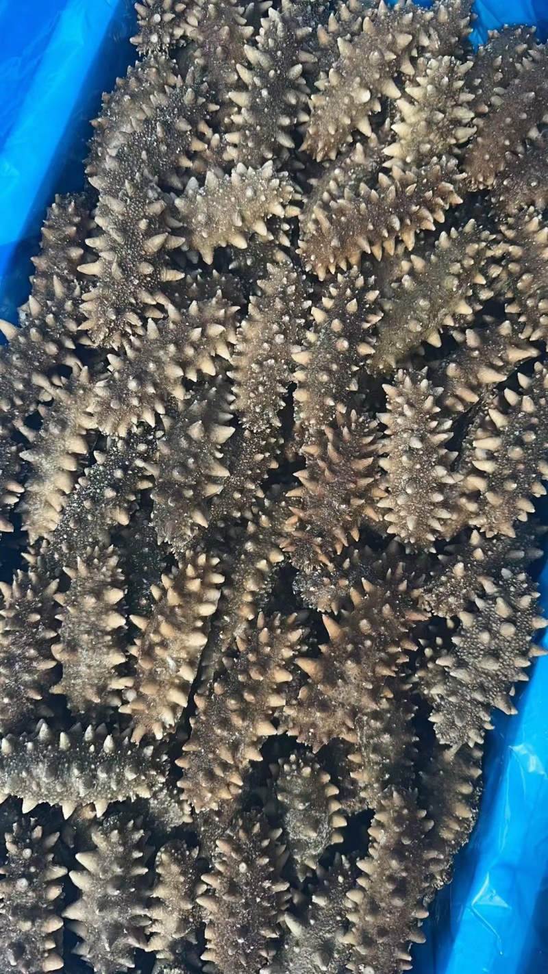 海参