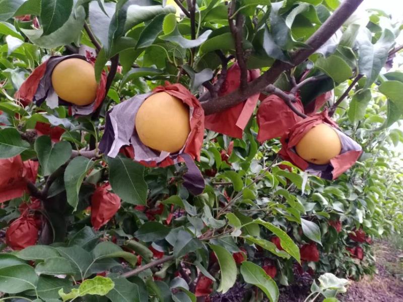 圆黄梨