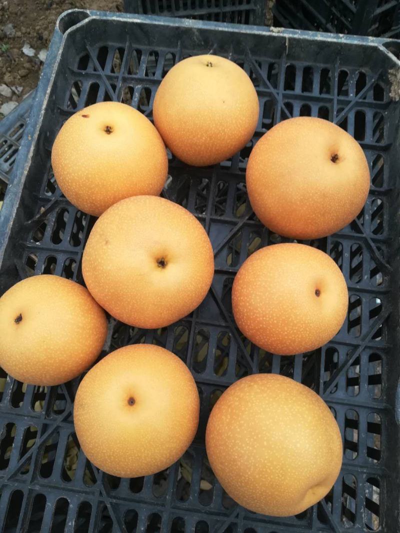 圆黄梨