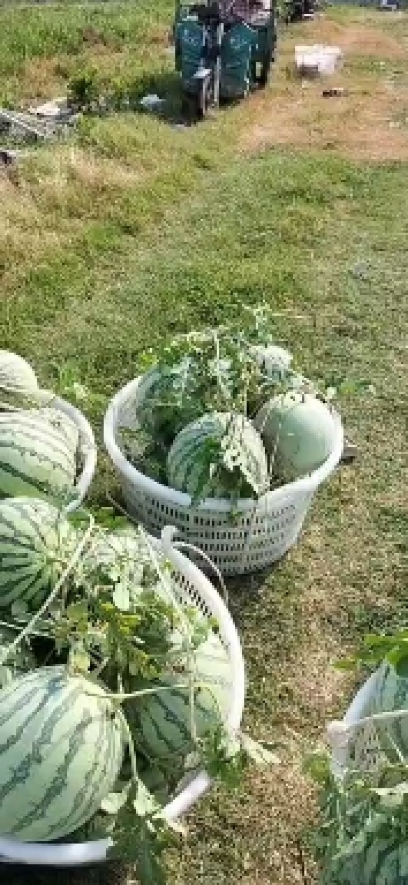 美都西瓜大批量上市，欢迎采购咨询