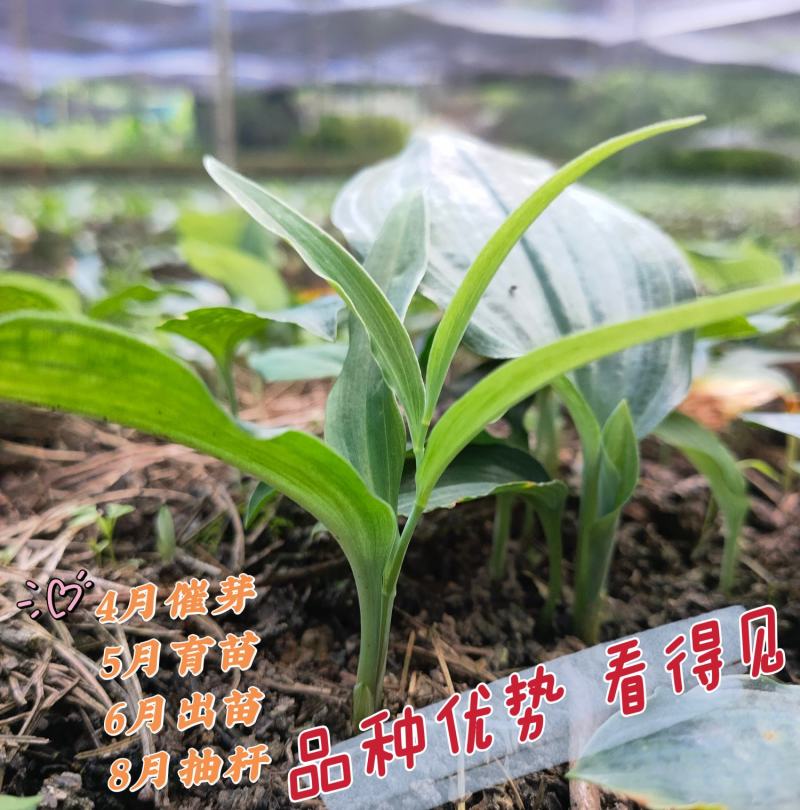 黄精种苗高杆大叶不倒苗川黄精一年苗