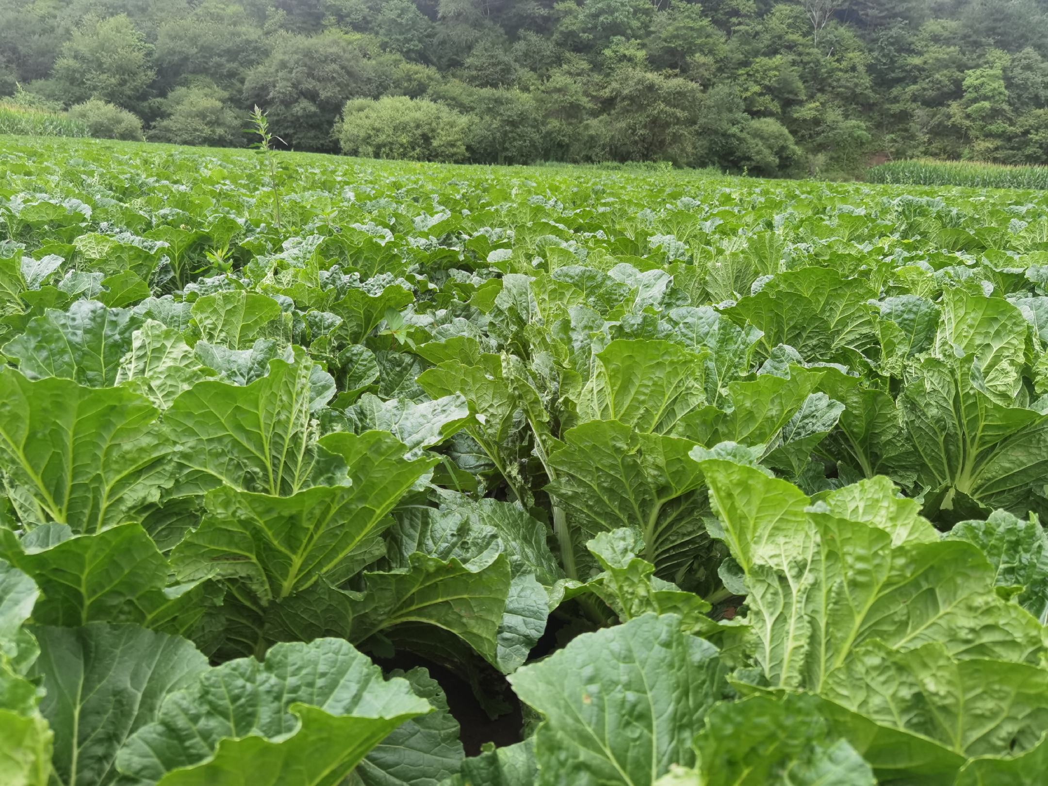 河南省通许县竖岗镇黄心白菜连片种植基地,秋季田间长势良好,绿叶黄心特征明显,土地平整,灌溉渠系完善,远处可见现代化农业设施 通许县黄心白菜规模化种植基地航拍图