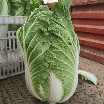 精品大白菜产地直发对接批商实力供货，质量包您满意