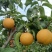 头茬梨纸袋脆甜黄金梨圆黄梨丰水梨产地商品梨批发价格