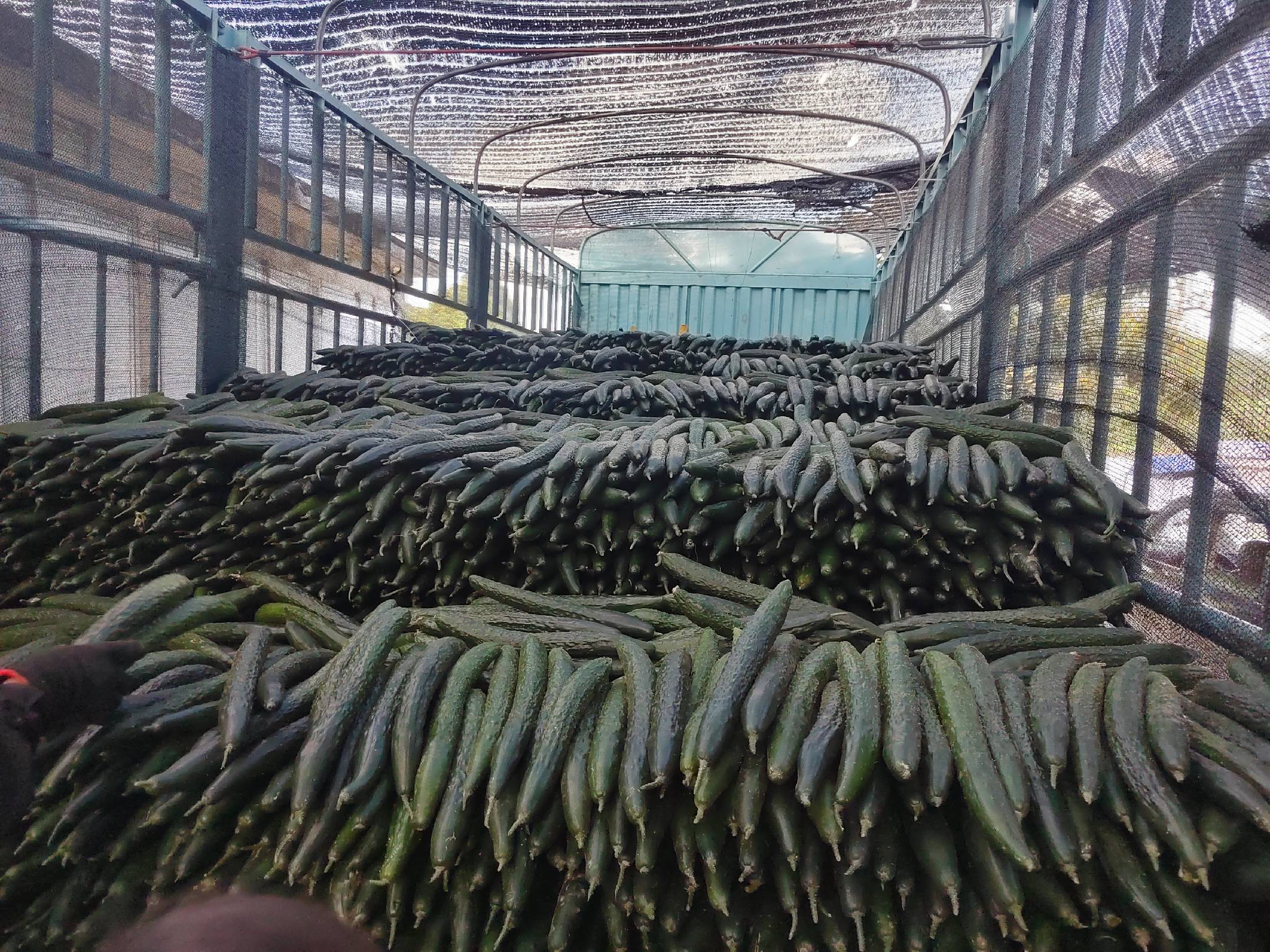 展示黄瓜缓苗期使用遮阳网进行遮阳处理的现场照片 黄瓜缓苗期遮阳管理