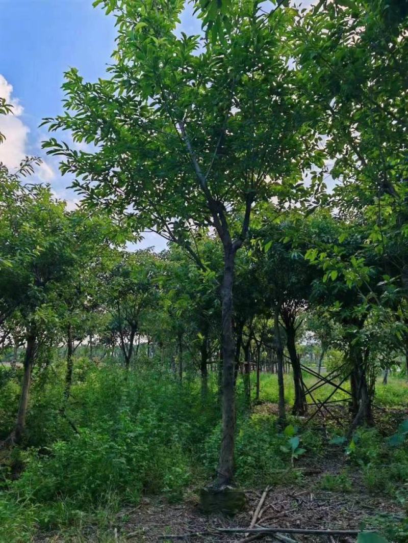 绿化苗木大叶榕树袋苗